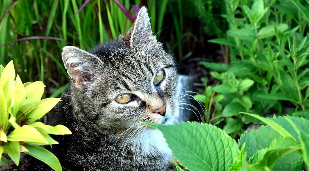 How to Stop Cats Spraying Outside Your Home. This Works - Stop Cats ...