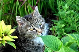 Domestic Cat Behavior Explained