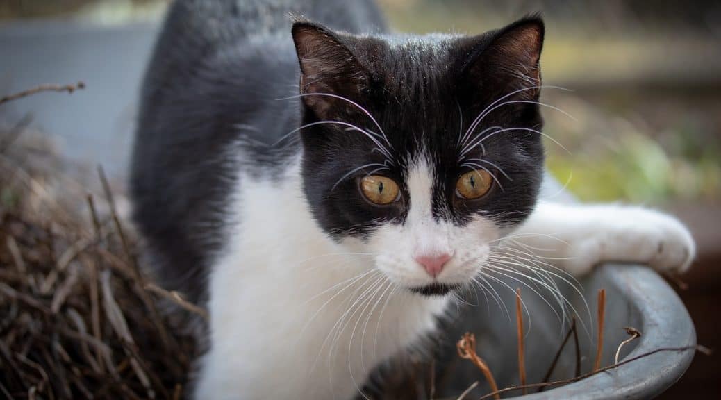 How To Get Cat Pee Smell Out Of Shoe