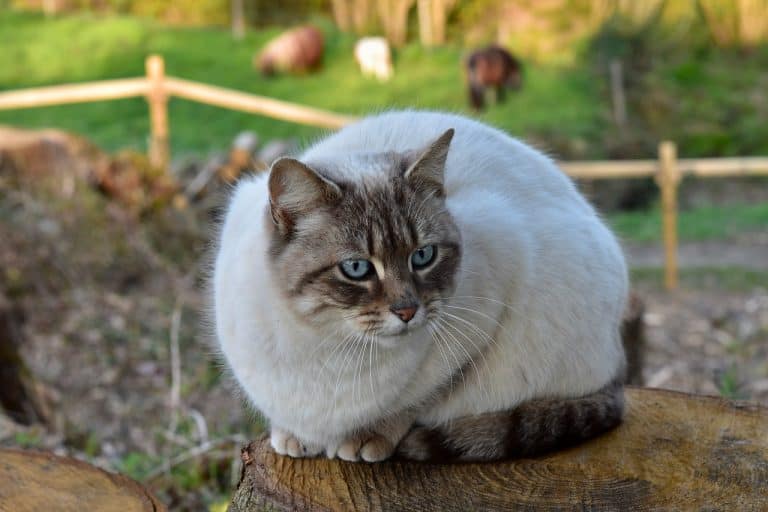 Cat marking territory Understanding Feline Behavior Spraying cats