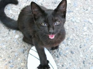 Cat Body Language Lying Down