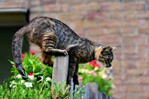 Cat Body Language Tail