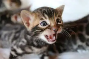 Why do cats react to kitten Meows