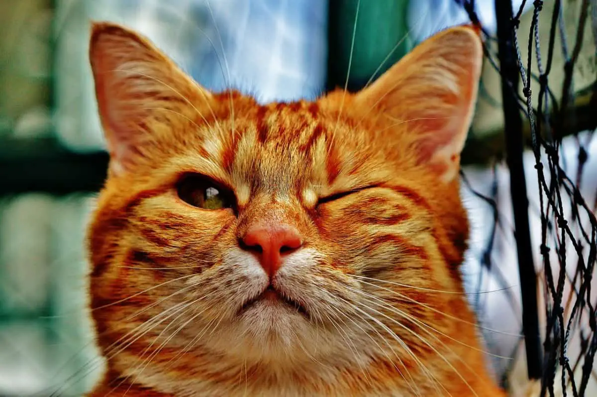 Why Does My Cat Wink at me With One Eye? Understanding Feline Behavior