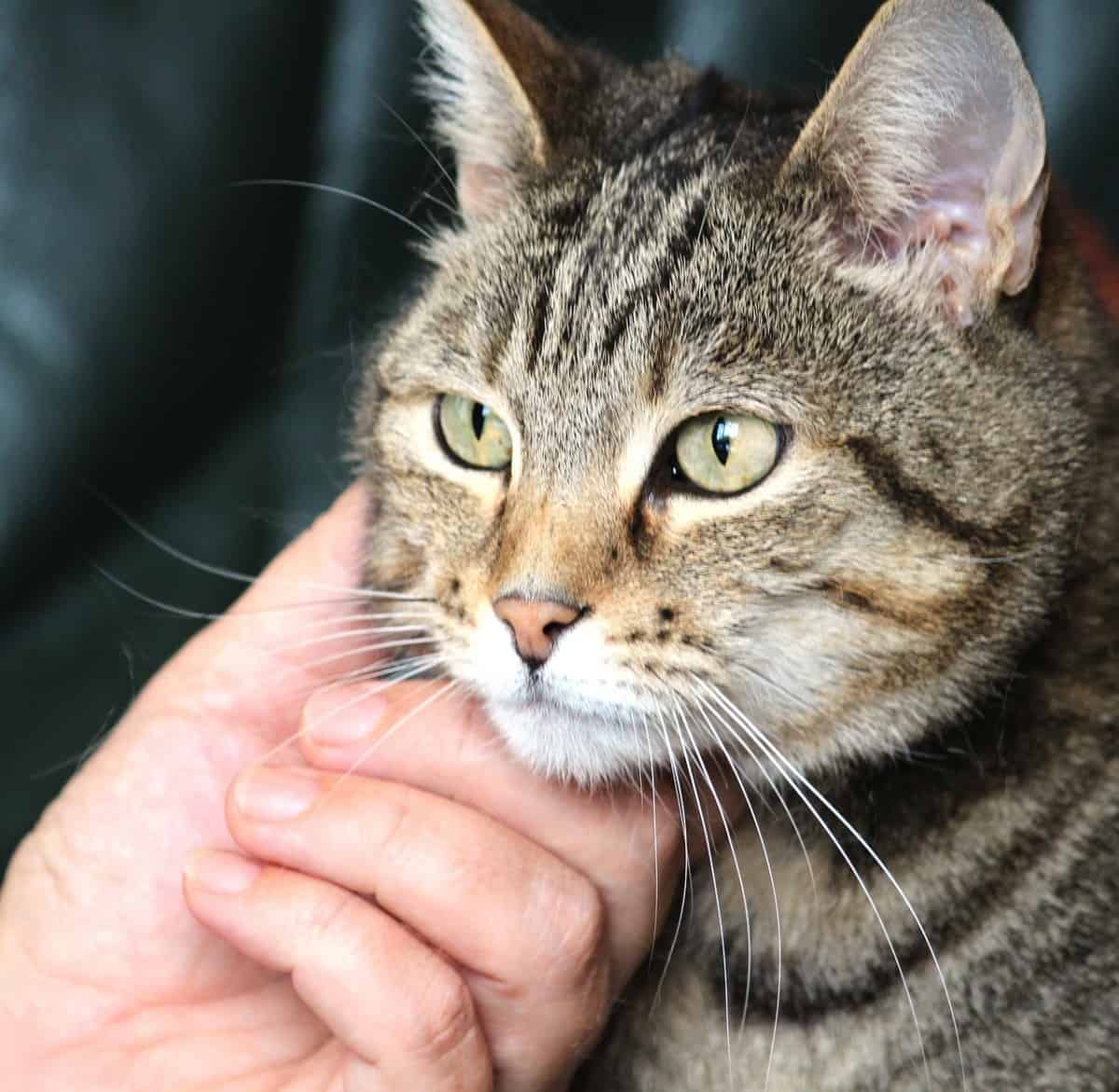Delving into Feline Affection: Why Does My Cat Bury His Head in My Hand?