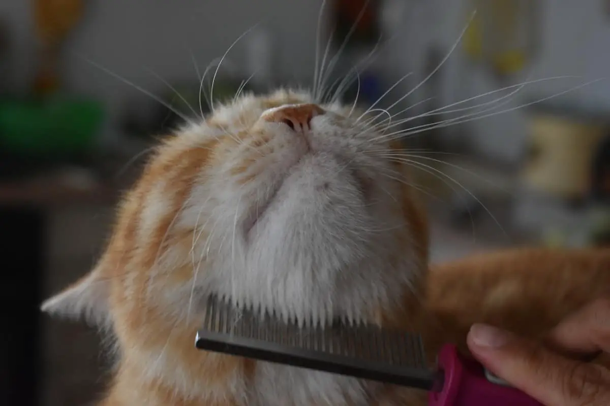 How to Stop My Cat From Over-Grooming