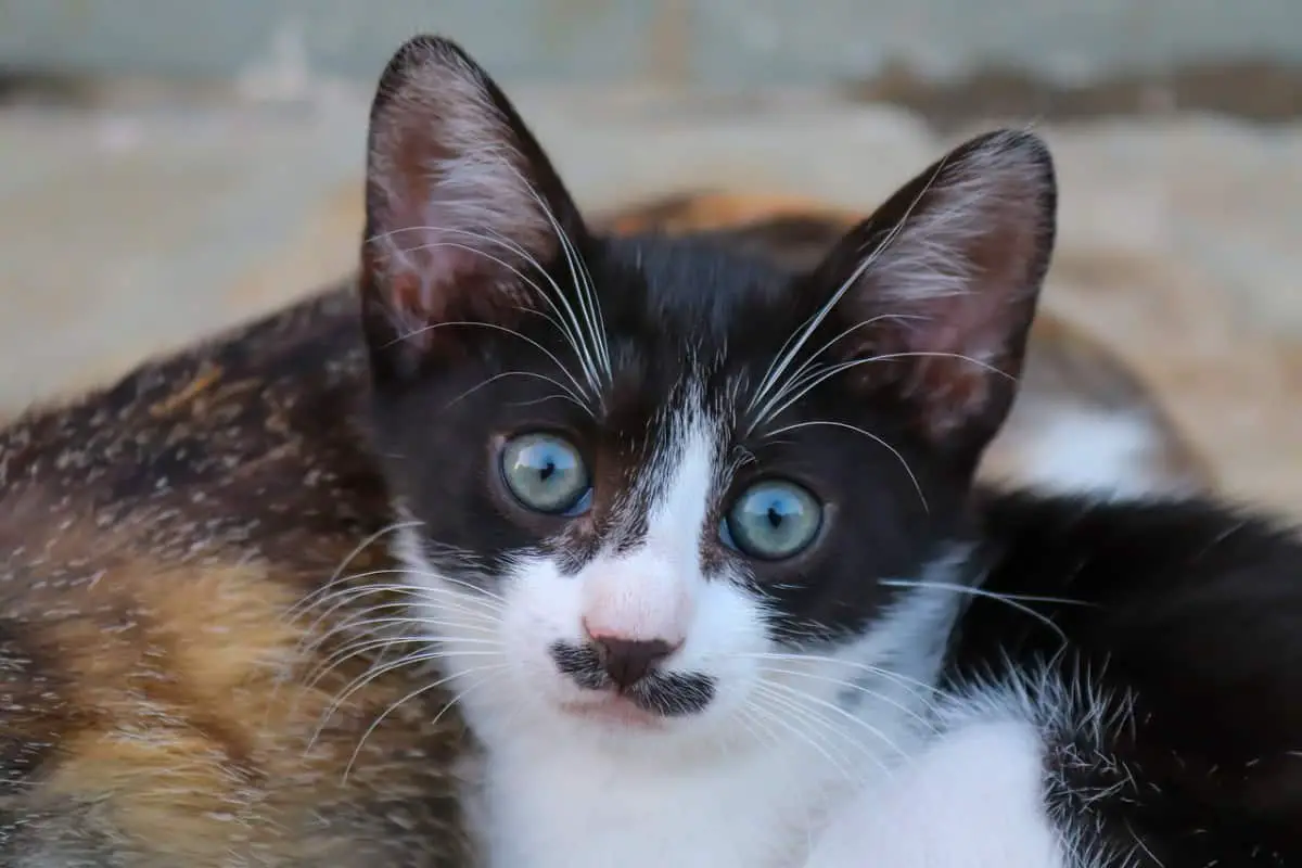 Foster Cat won't Stop Meowing. An Essential Guide - Stop Cats Spraying ...