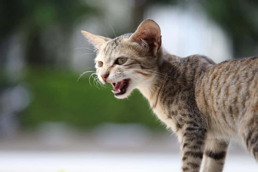 how-to-speak-cat-language-a-useful-guide-stop-cats-spraying-cat-speak