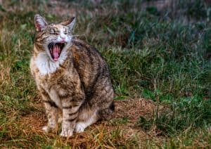 Aggressive Meowing In Cats