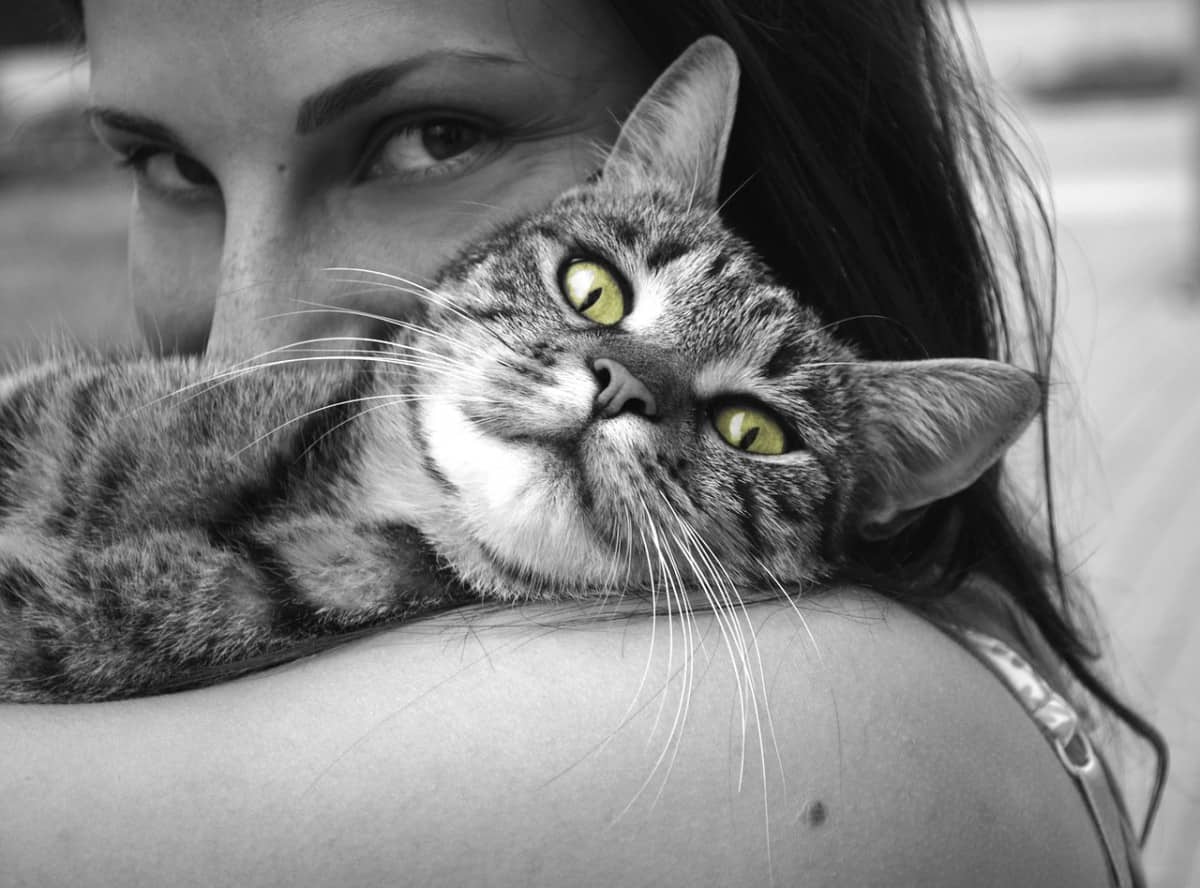 The Mystery of Purring: Why Cats Purr When You Pick Them Up