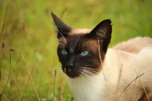 Siamese Cat Won't Stop Meowing