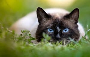 Siamese cat sounds meanings