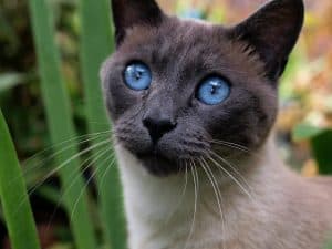 Siamese Cat Won't Stop Meowing