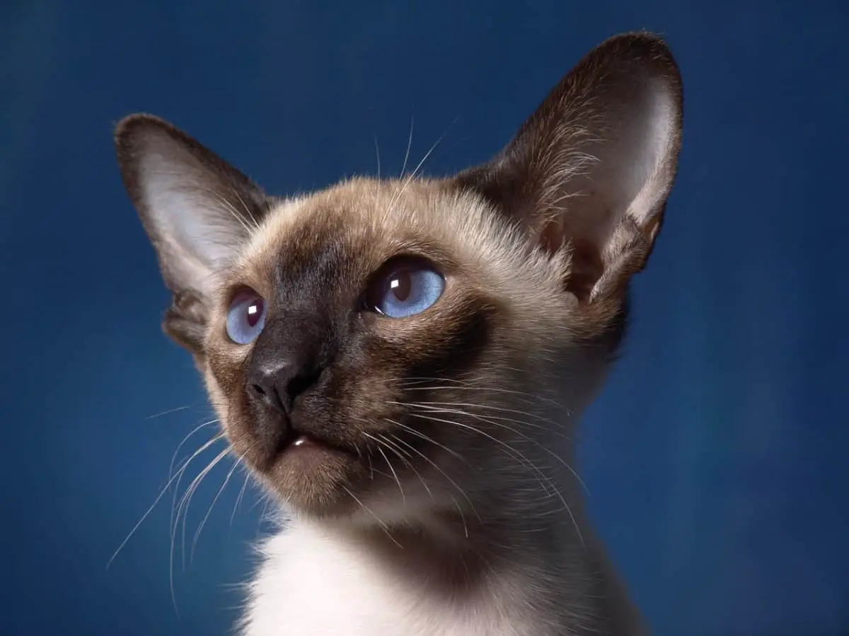 How to tell if your Siamese Cat Loves You. Understand Cat Language
