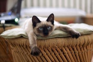 Siamese Cat Meow Meaning