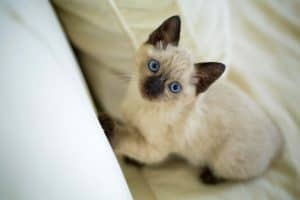 Siamese Cat Howling