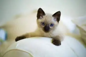 Do Siamese Cats Like Other Cats