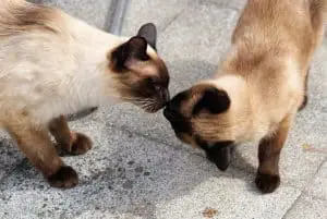 Siamese Cat Body Language