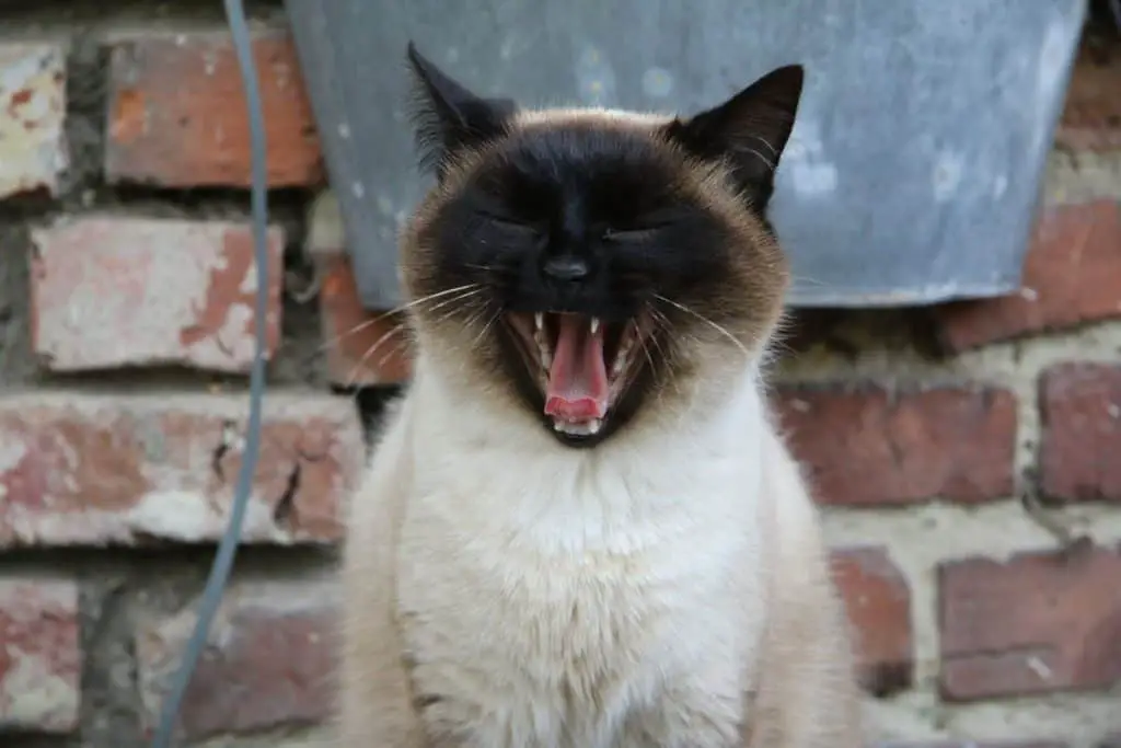 Why Do Siamese Cats Bite So Much. A Useful Guide - Stop Cats Spraying