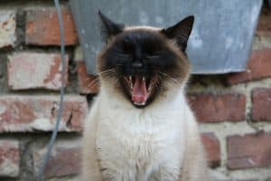  Siamese Cat Talking