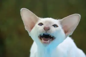 Siamese Cat Howling