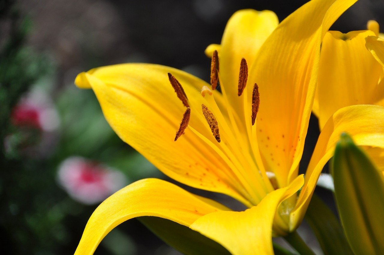 are-oriental-lilies-poisonous-to-cats-stop-cats-spraying-cat-speak