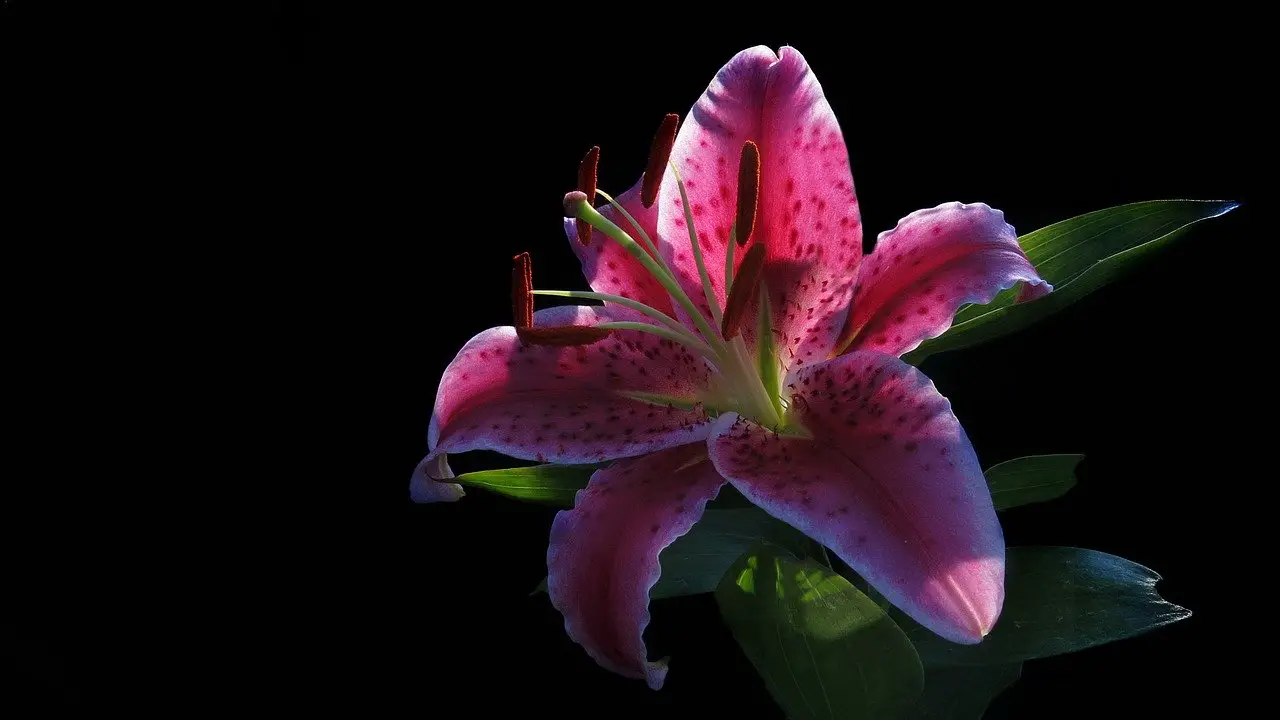  Are Oriental Lilies Poisonous to Cats?