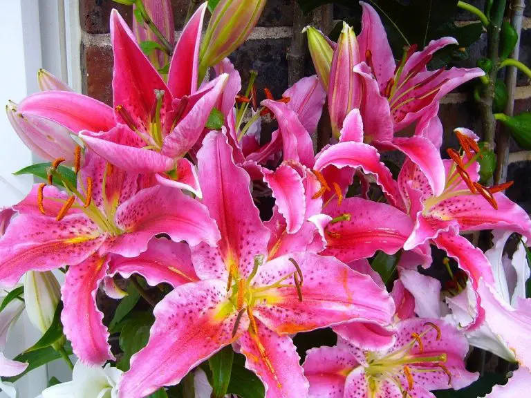 Are Oriental Lilies Poisonous to Cats? Spraying cats