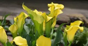 Are Calla Lilies Poisonous to Cats