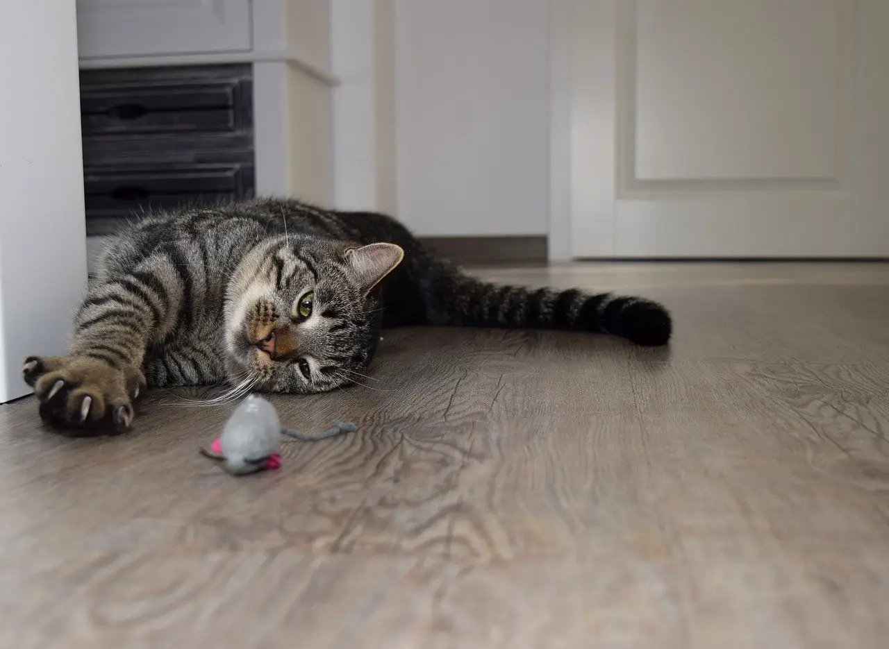 Cat Mystery Revealed — Why Do Cats Play Early in the Morning?