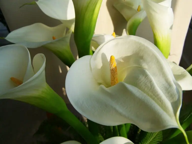 Are Calla Lilies Poisonous to Cats Spraying cats