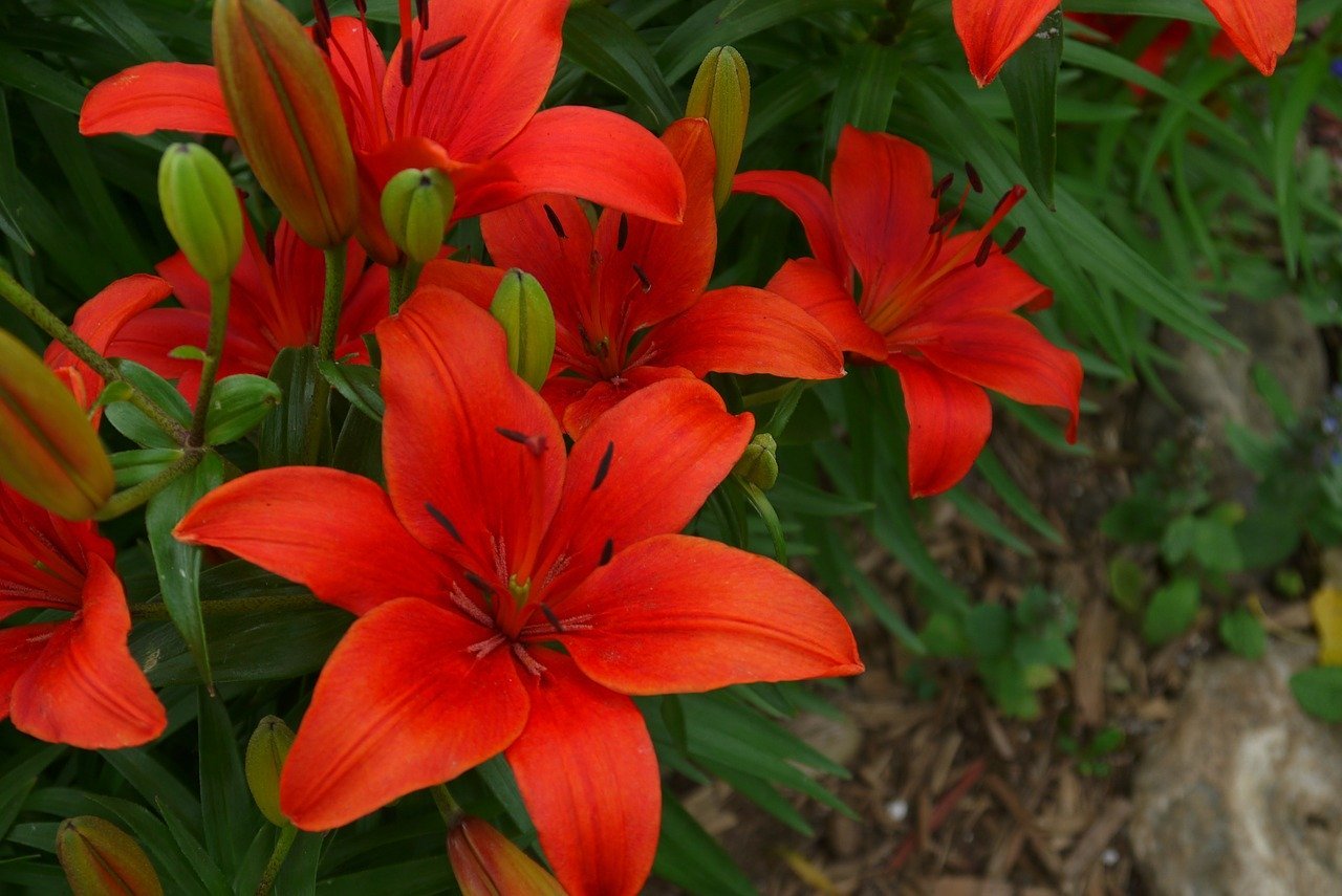 Are Tiger Lilies Poisonous to Cats Stop Cats Spraying & Cat Speak