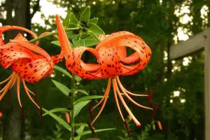 Are Tiger Lilies Poisonous to Cats
