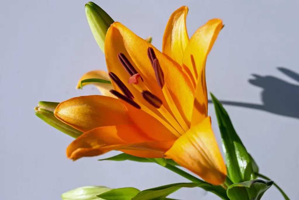 Are Tiger Lilies Poisonous to Cats Spraying cats