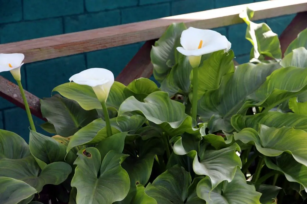 Are Calla Lilies Poisonous to Cats Stop Cats Spraying & Cat Speak