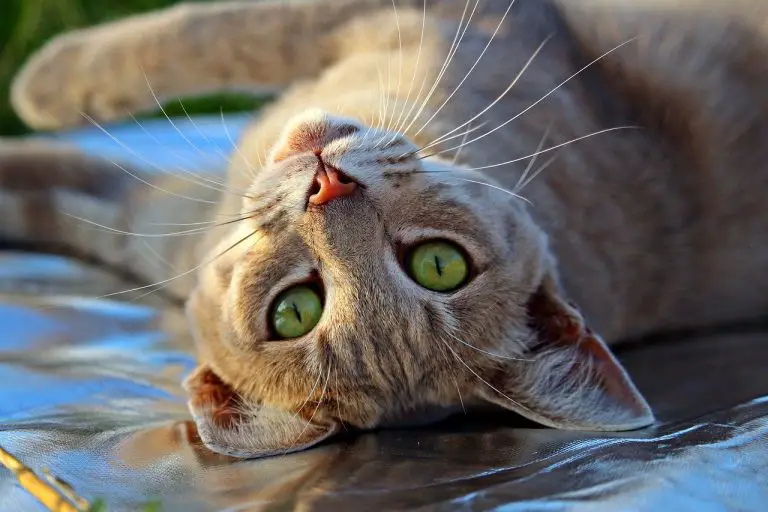 cat peeing on blankets and pillows