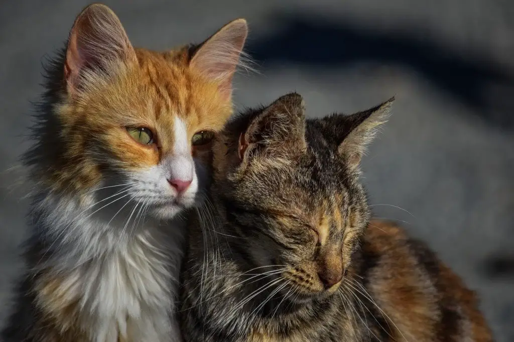 do-cats-like-being-alone-stop-cats-spraying-cat-speak