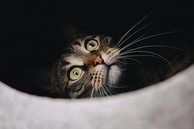 Do Tabby Cats Shed A Lot The Answer May Surprise You Stop Cats 