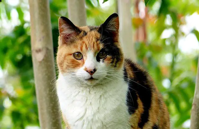 Are All Female Calico Cats Sterile? The Truth Behind Their Fertility