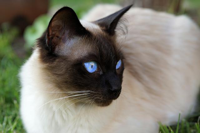 Bluepoint vs Lilac point Siamese. Which is the Right Cat for You?