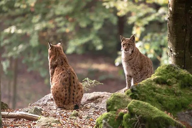 Do Bobcats Mate with Feral Cats? An In-Depth Look at the Felid Mating Process
