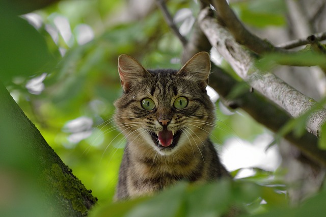 The Surprising Reason Why Feral Cats Hiss At You?