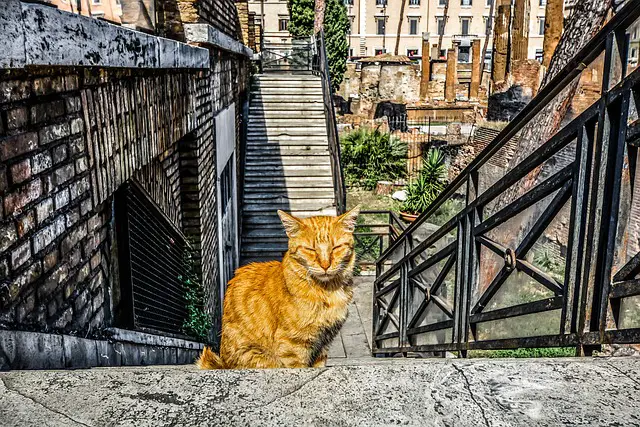 Do Feral Cats Use Shelters? A Look at How Kitties Find Refuge