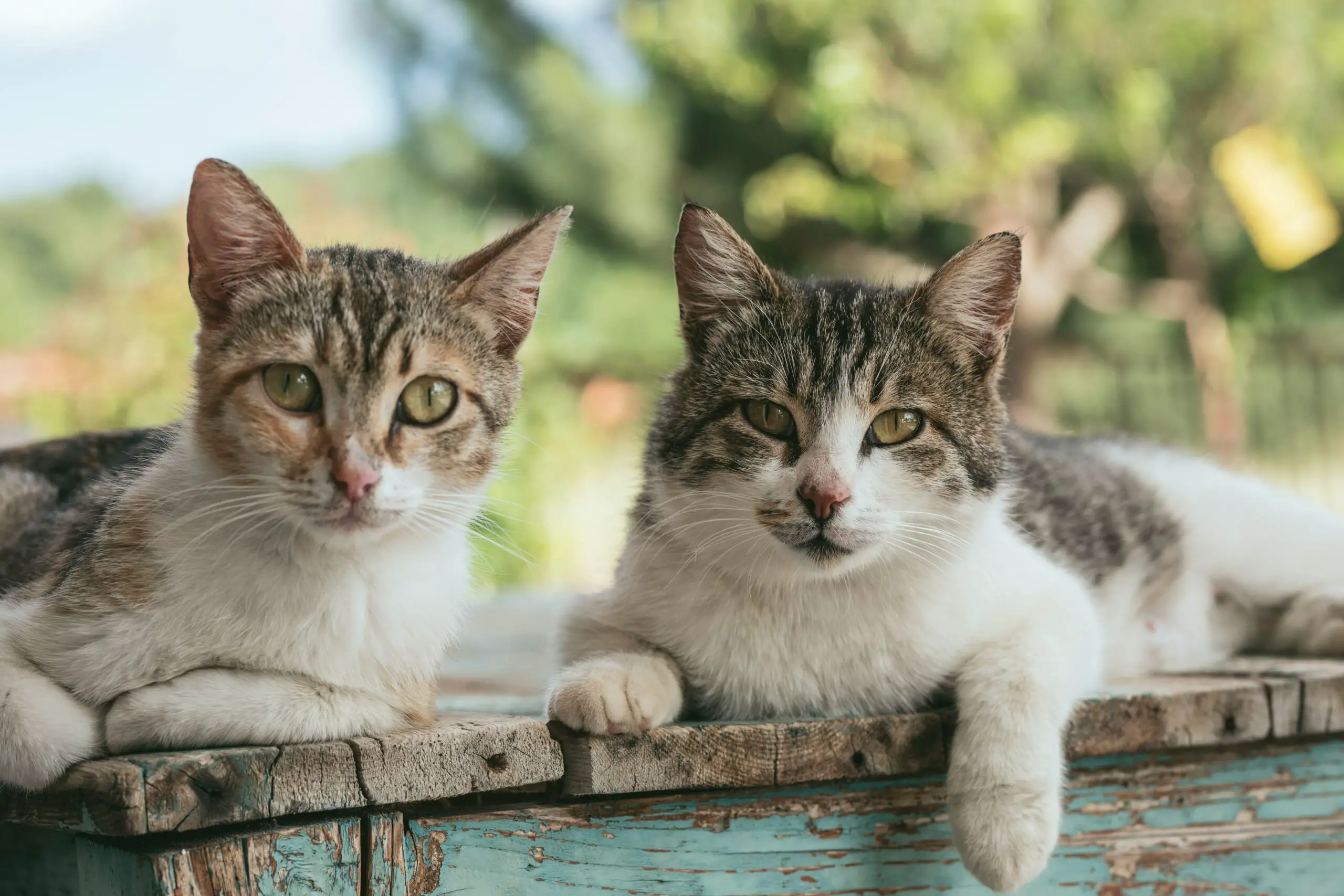 Does Feliway Work On Feral Cats? You Will Be Surprised