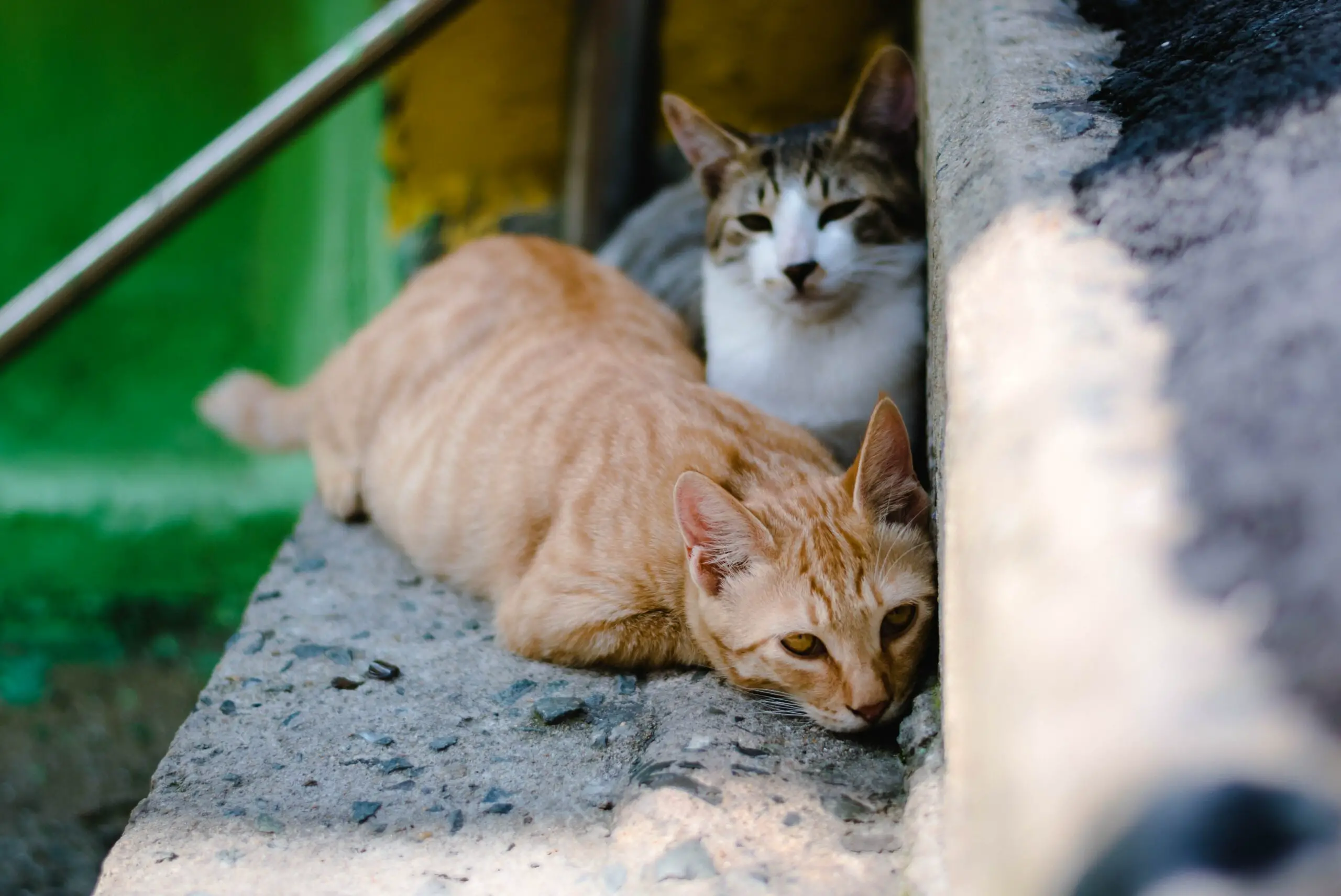 Do Feral Cats Purr? The Surprising Truth About This Mysterious Behavior