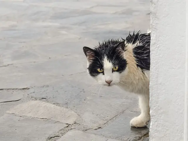 Feral Cat Behavior in the Rain. Where Do They Go