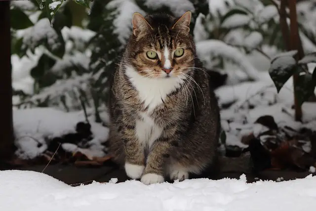 Where do stray cats go when it snows? What You need To Know
