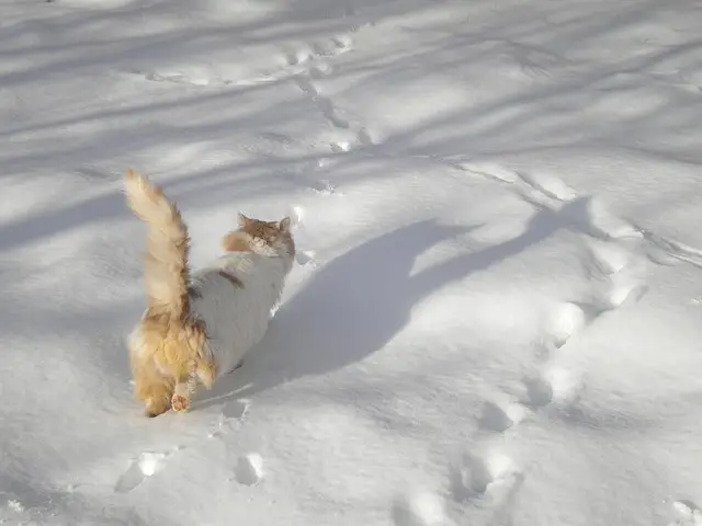Where Do Stray Go and Survive In The Winter? What You Need To Know