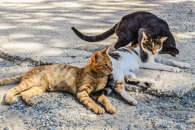 What is a group of feral cats called? A Helpful Guide