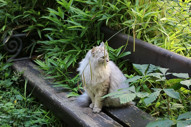 Can Feral Cats Get Mange? You Will Be Surprised
